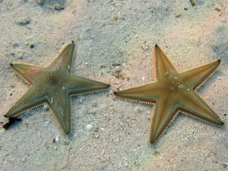 Astropecten jonstoni (Delle Chiaje, 1827)